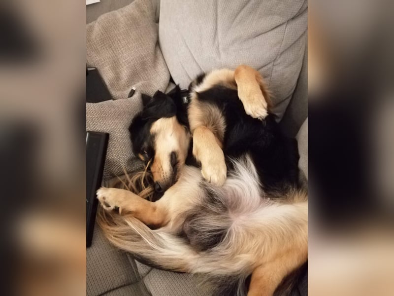 Ayko sucht seine Herzensfamilie....