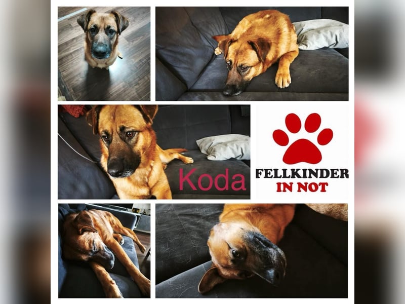 Koda verschmuster Mischlingsrüde Mischling Rüde sucht Zuhause für immer