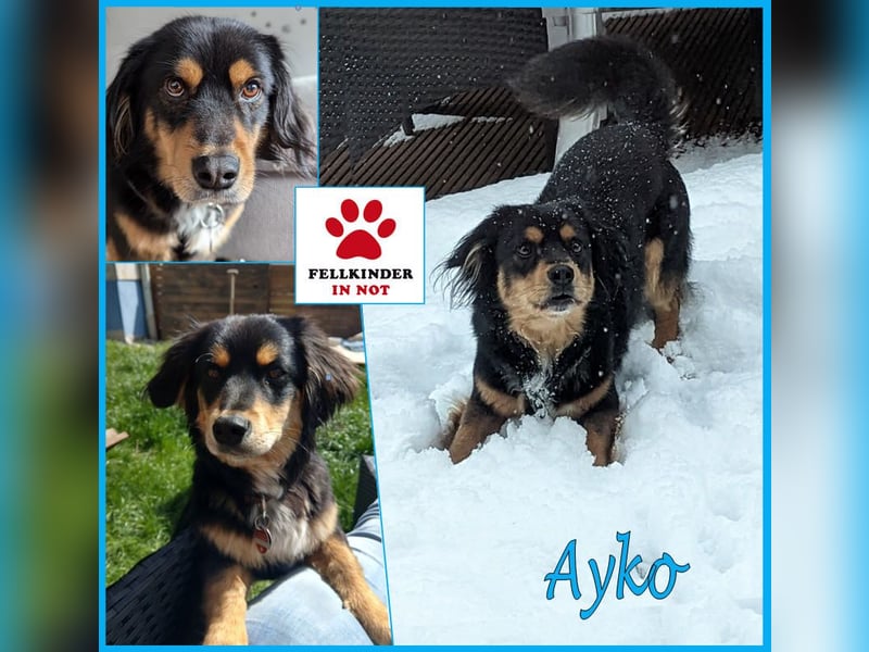 Ayko sucht seine Herzensfamilie....