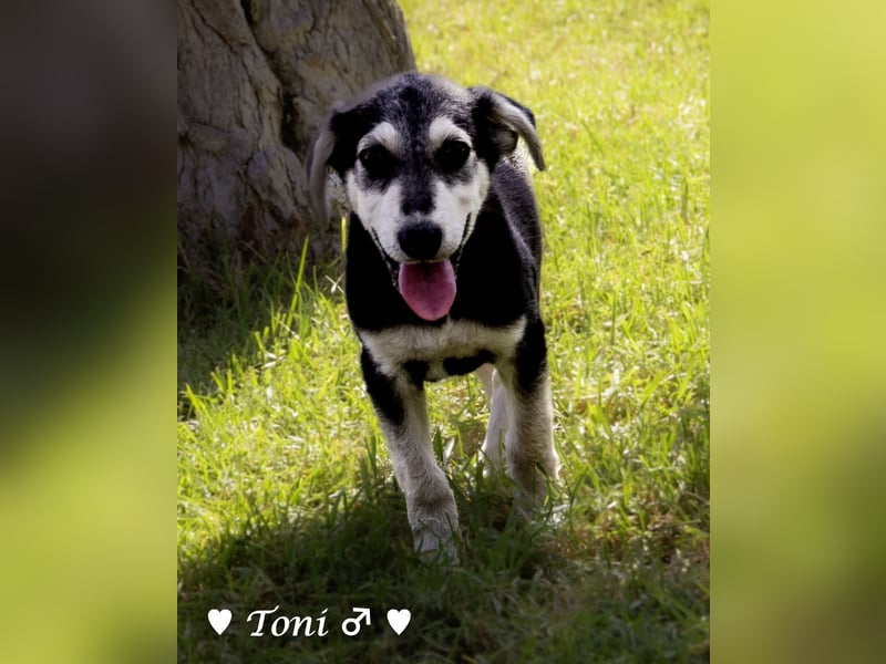 Teddy und seine Geschwister suchen ab September ein Zuhause