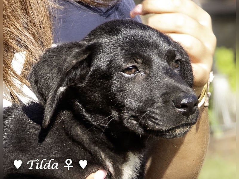 Teddy und seine Geschwister suchen ab September ein Zuhause