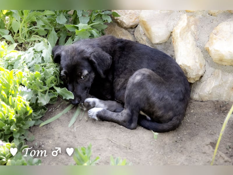 Teddy und seine Geschwister suchen ab September ein Zuhause