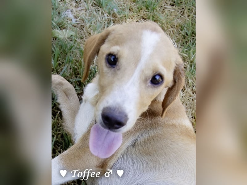 Teddy und seine Geschwister suchen ab September ein Zuhause