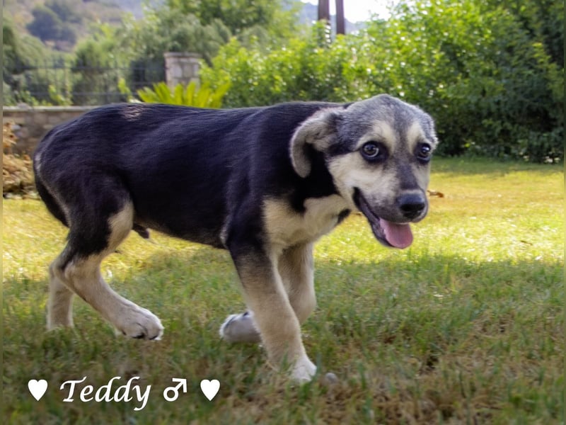 Teddy und seine Geschwister suchen ab September ein Zuhause