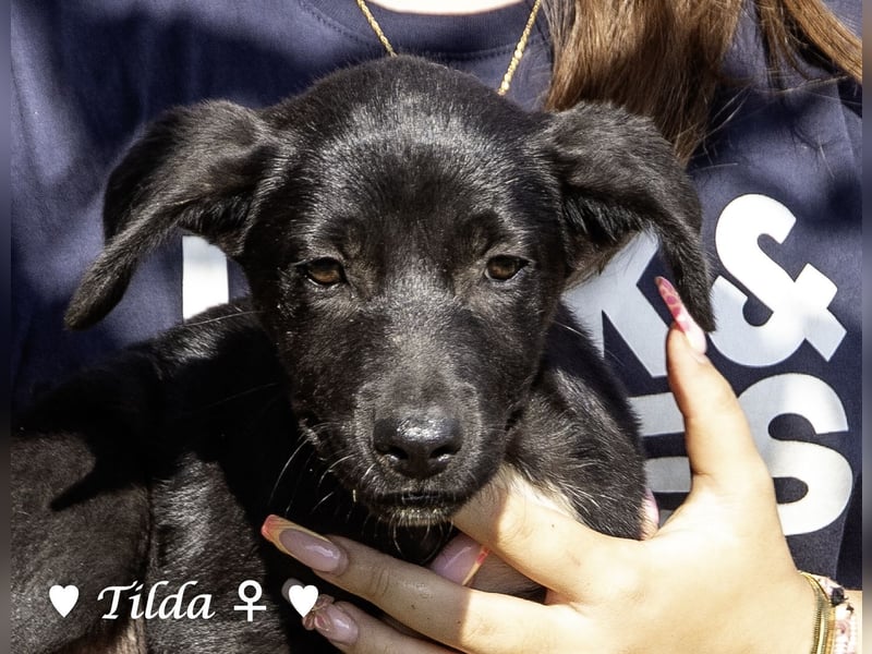Teddy und seine Geschwister suchen ab September ein Zuhause