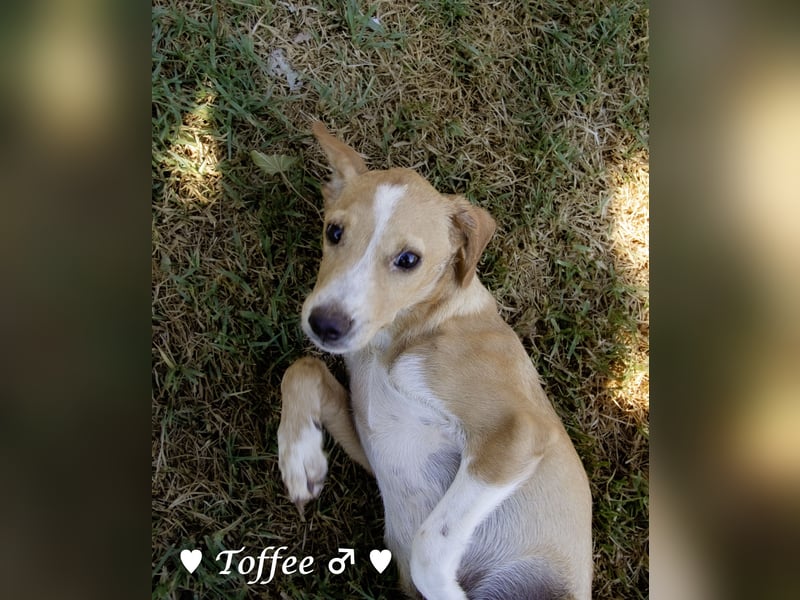 Teddy und seine Geschwister suchen ab September ein Zuhause