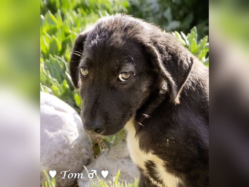 Teddy und seine Geschwister suchen ab September ein Zuhause