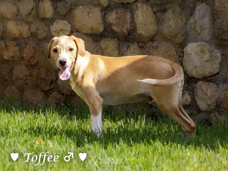 Teddy und seine Geschwister suchen ab September ein Zuhause