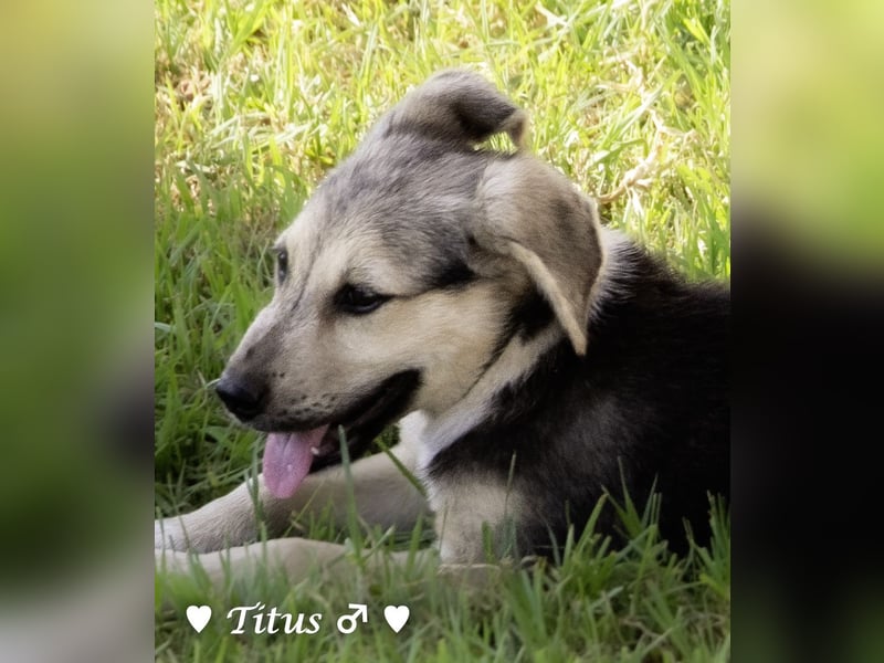Teddy und seine Geschwister suchen ab September ein Zuhause