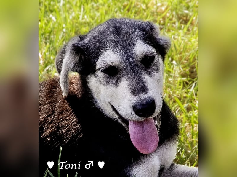 Teddy und seine Geschwister suchen ab September ein Zuhause