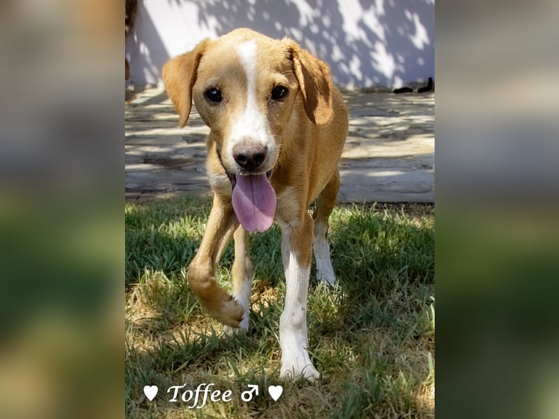 Teddy und seine Geschwister suchen ab September ein Zuhause