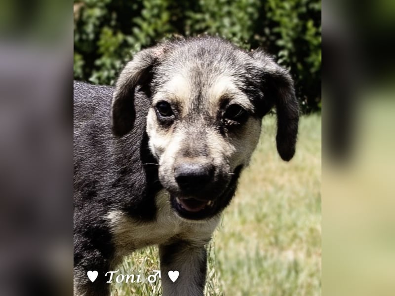 Teddy und seine Geschwister suchen ab September ein Zuhause