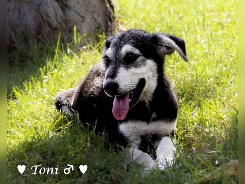 Teddy und seine Geschwister suchen ab September ein Zuhause