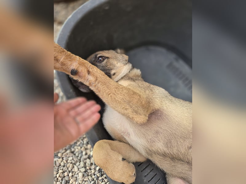 Fritz - sucht noch sein Körbchen