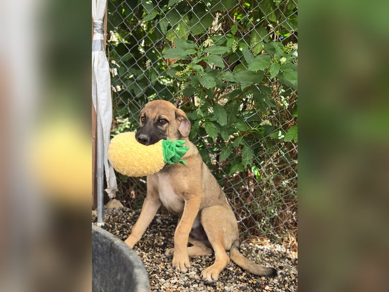 Fritz - sucht noch sein Körbchen