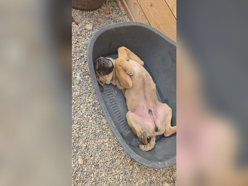Fritz - sucht noch sein Körbchen