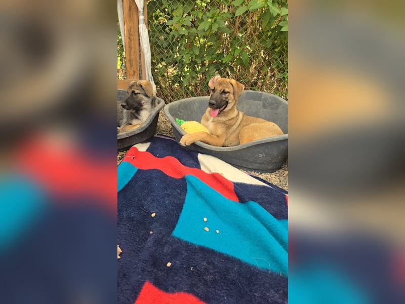 Fritz - sucht noch sein Körbchen