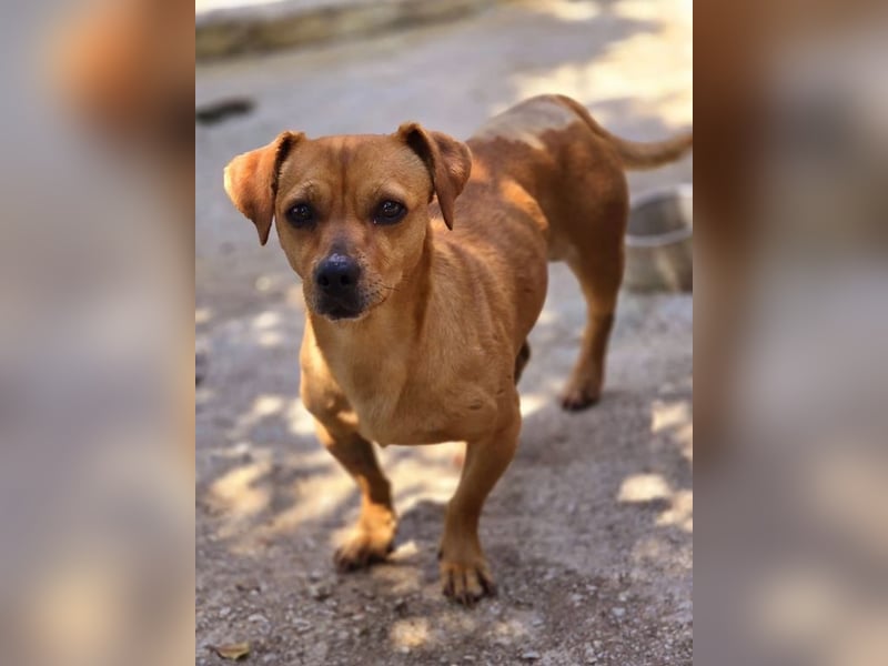 Alepou sucht Traumzuhause!