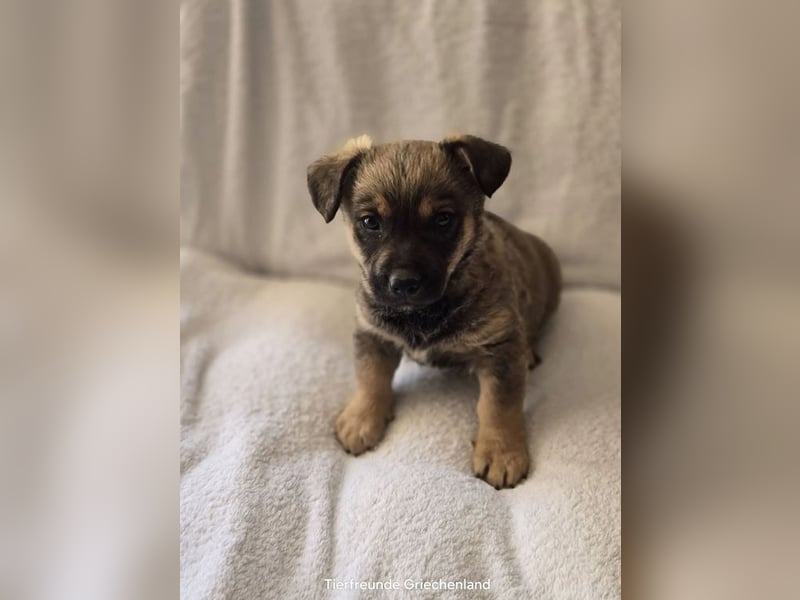 Boomer sucht traumhaftes Zuhause!