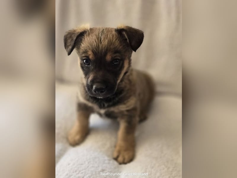 Boomer sucht traumhaftes Zuhause!