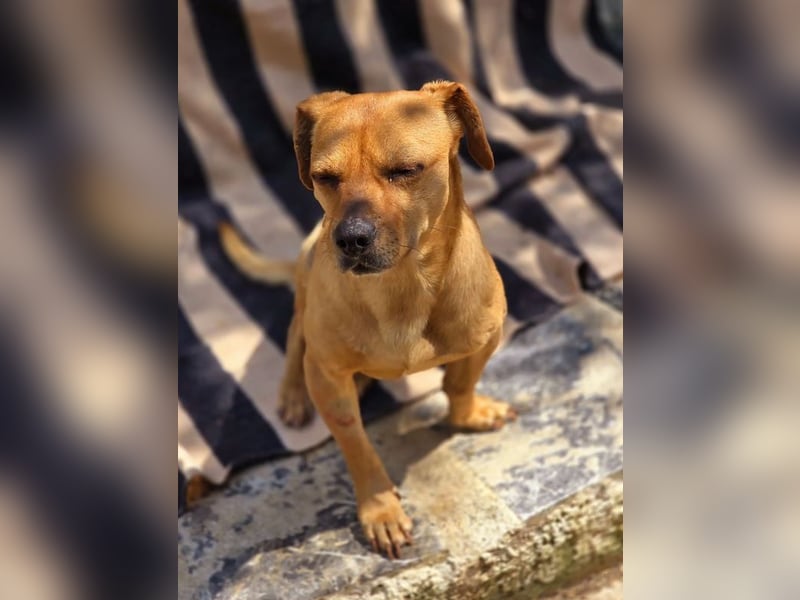 Alepou sucht Traumzuhause!