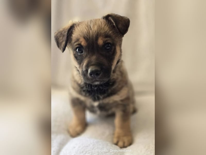 Boomer sucht traumhaftes Zuhause!