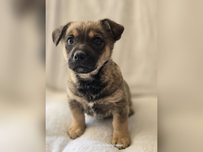 Boomer sucht traumhaftes Zuhause!