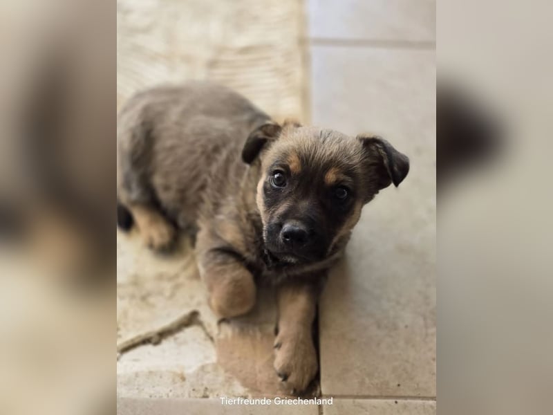 Boomer sucht traumhaftes Zuhause!