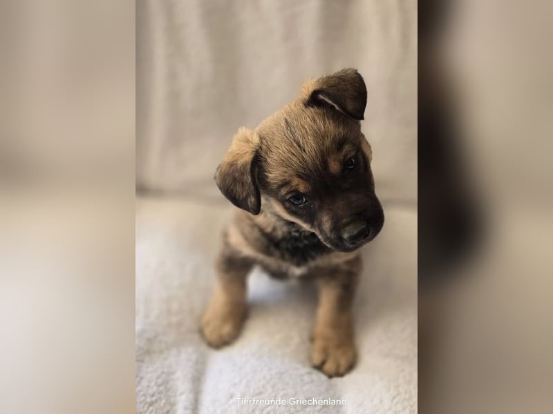 Boomer sucht traumhaftes Zuhause!