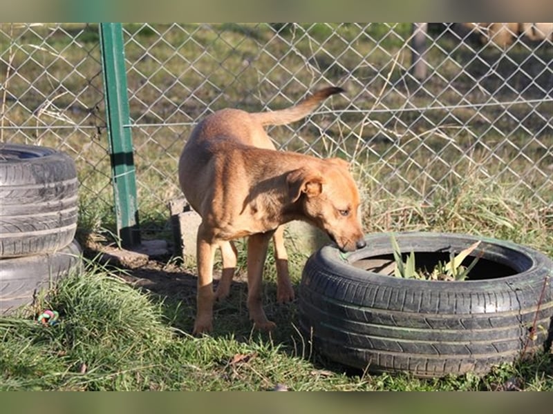 Jungspund Barni sucht eine Bleibe