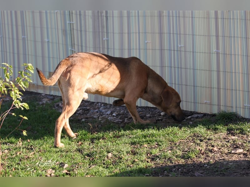 Jungspund Barni sucht eine Bleibe