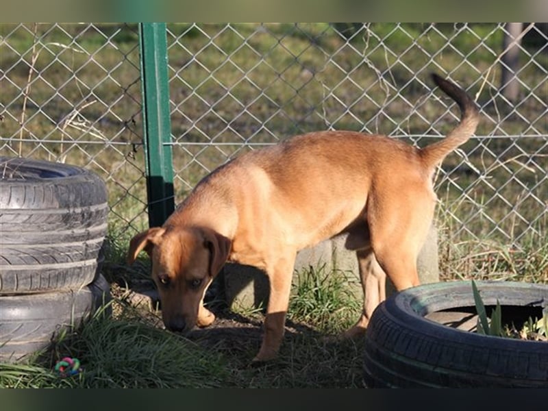 Jungspund Barni sucht eine Bleibe
