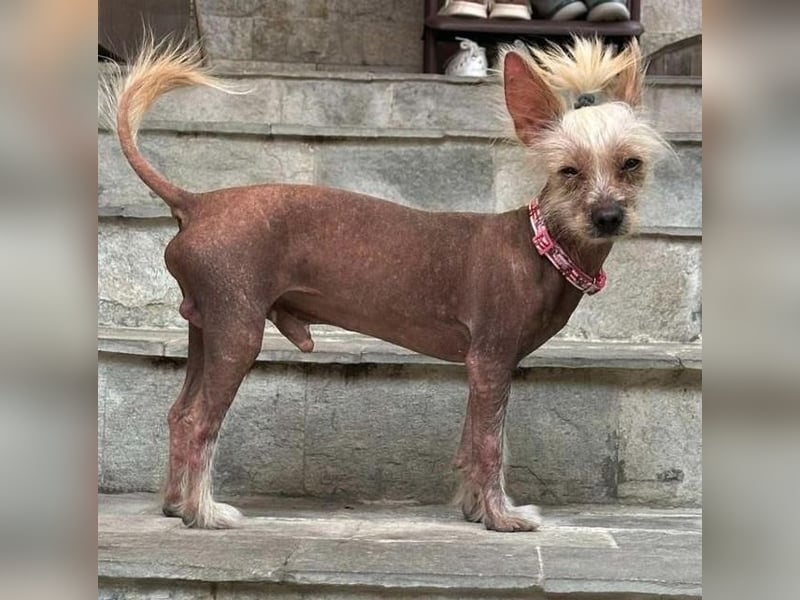 CHAPS der aufgeschlossene Hundemann