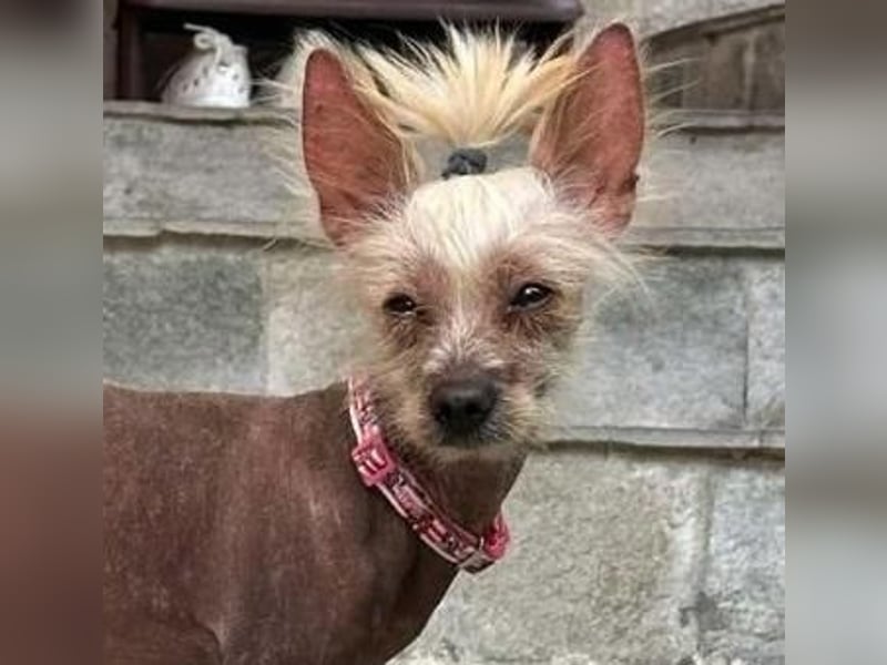 CHAPS der aufgeschlossene Hundemann