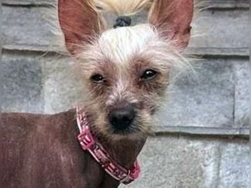 CHAPS der aufgeschlossene Hundemann