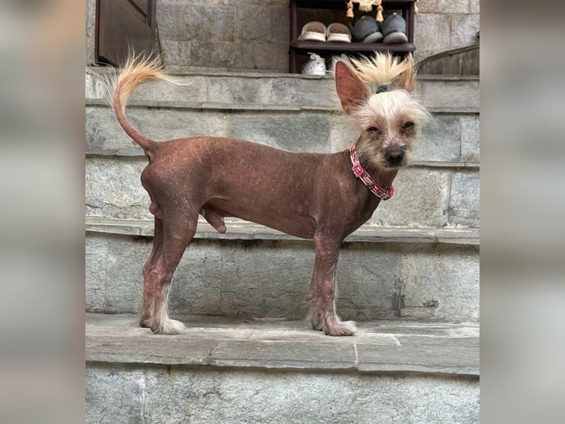 CHAPS der aufgeschlossene Hundemann