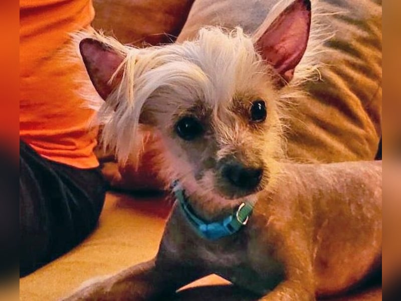 CHAPS der aufgeschlossene Hundemann