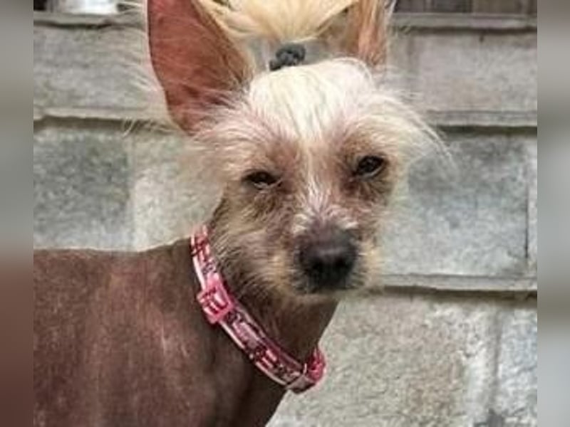CHAPS der aufgeschlossene Hundemann