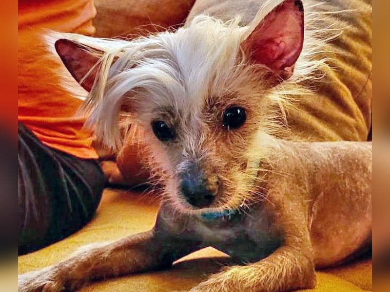 CHAPS der aufgeschlossene Hundemann