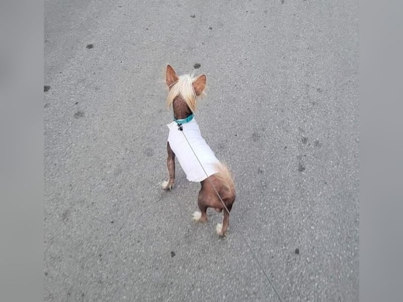 CHAPS der aufgeschlossene Hundemann