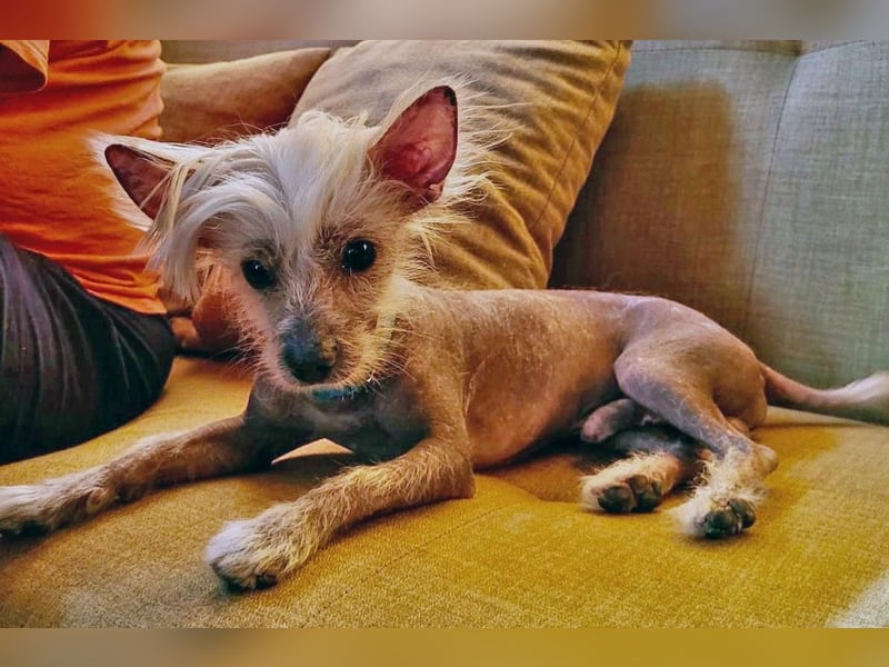 CHAPS der aufgeschlossene Hundemann