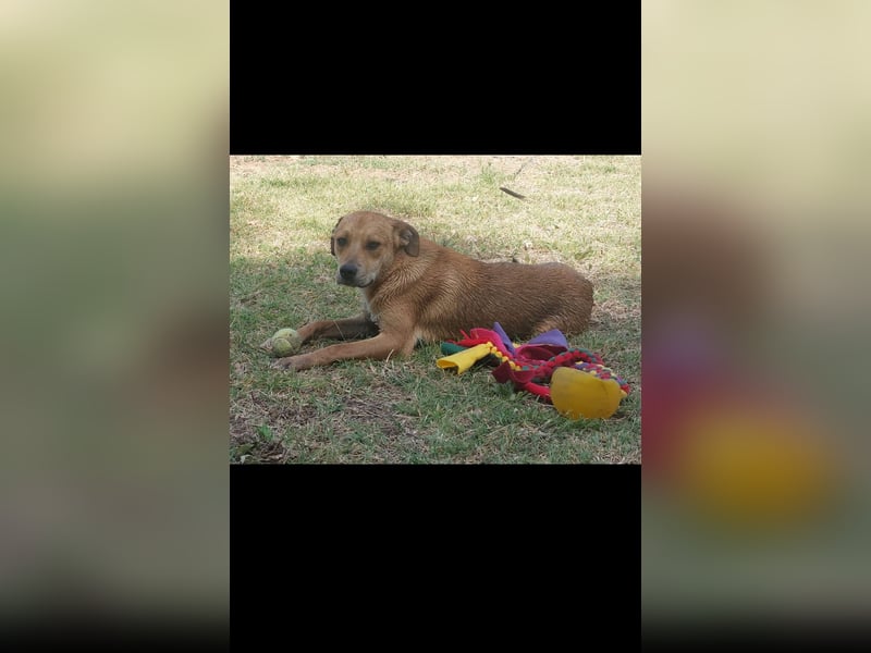 Fredi der perfekte Familienhund