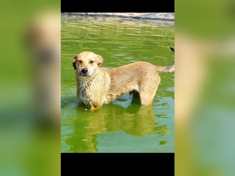 Fredi der perfekte Familienhund