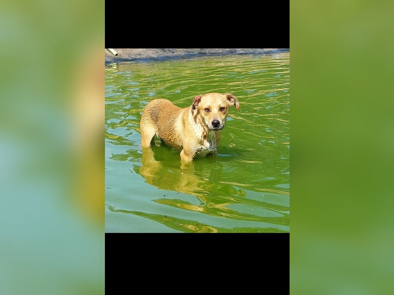 Fredi der perfekte Familienhund