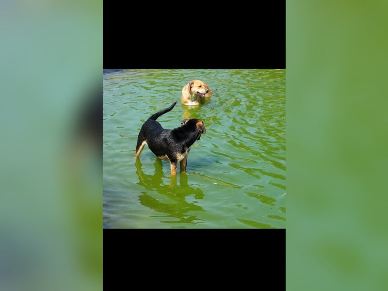 Fredi der perfekte Familienhund