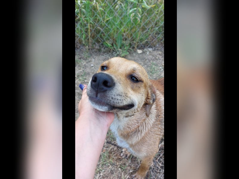 Fredi der perfekte Familienhund