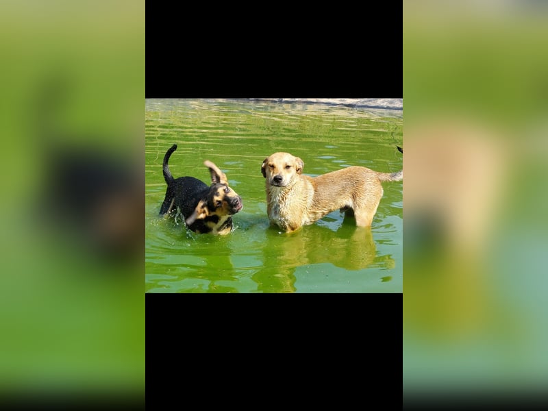 Fredi der perfekte Familienhund