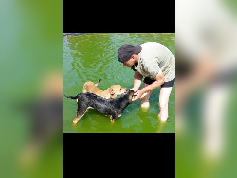 Fredi der perfekte Familienhund