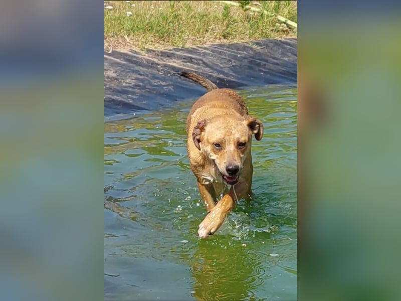 Fredi der perfekte Familienhund