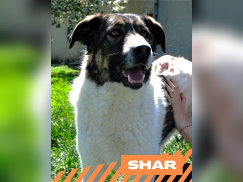Shar